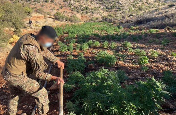 في بعلبك… إتلاف 7 دونمات مزروعة بالحشيشة