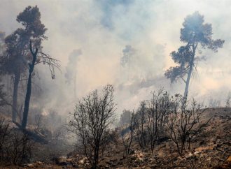 حريق غابة الشريعة بالجزائر تحت السيطرة وإجلاء 36 عائلة