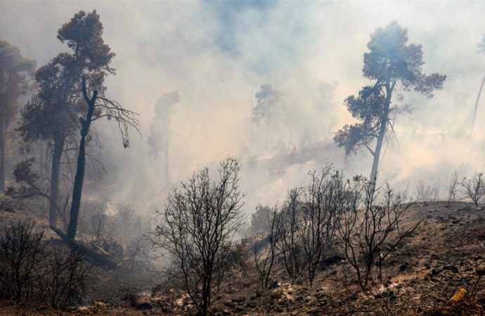 حريق غابة الشريعة بالجزائر تحت السيطرة وإجلاء 36 عائلة