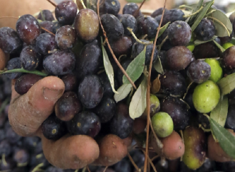 تلوّث بيئي.. ومزارعو الزيتون يدفعون الثمن