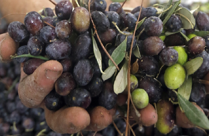 تلوّث بيئي.. ومزارعو الزيتون يدفعون الثمن