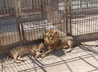 حديقة حيوان تدعو للتبرع بحيوانات أليفة لإطعام حيواناتها المفترسة