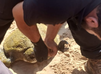 الدفاع المدني: انتشال جثة مواطن مقابل مرفأ بيروت وإنقاذ سلحفاة عالقة بشباك صيد في جبيل