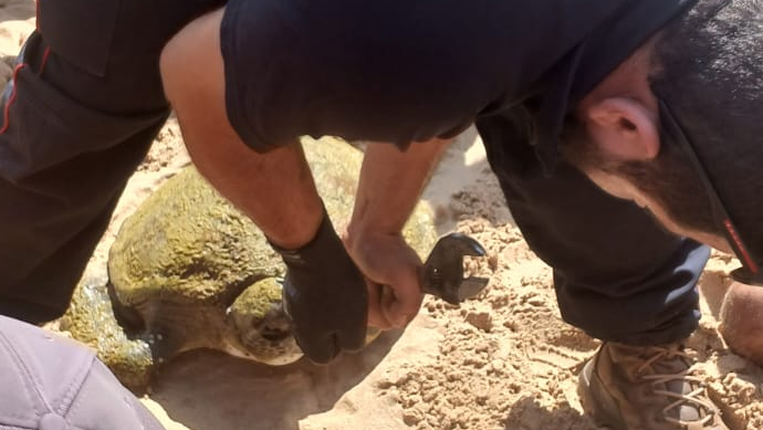 الدفاع المدني: انتشال جثة مواطن مقابل مرفأ بيروت وإنقاذ سلحفاة عالقة بشباك صيد في جبيل