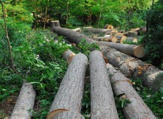 دراسة تكشف: حماية الغابات الاستوائية تقلل درجات الحرارة وتحمي الأرواح