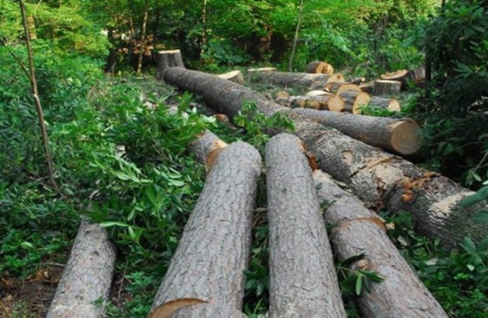 دراسة تكشف: حماية الغابات الاستوائية تقلل درجات الحرارة وتحمي الأرواح