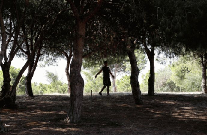 “الزراعة” تطلق مشروعاً وطنياً لتشجير جوانب الطرقات